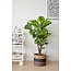Ficus Lyrata (vertakt) Ø27cm ↕130cm