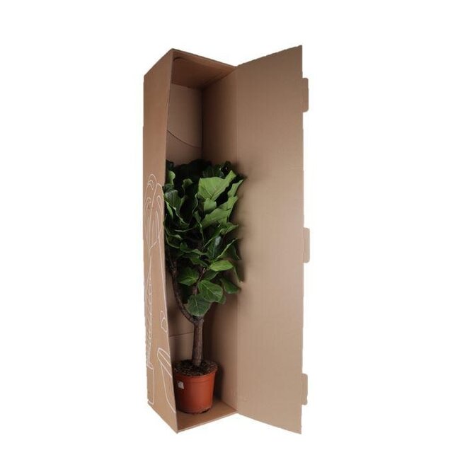 Ficus Lyrata (vertakt) Ø27cm ↕130cm
