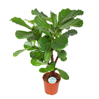 Ficus Lyrata (vertakt) - Ø24cm - ↕110cm