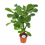 Ficus Lyrata (vertakt) - Ø24cm - ↕110cm