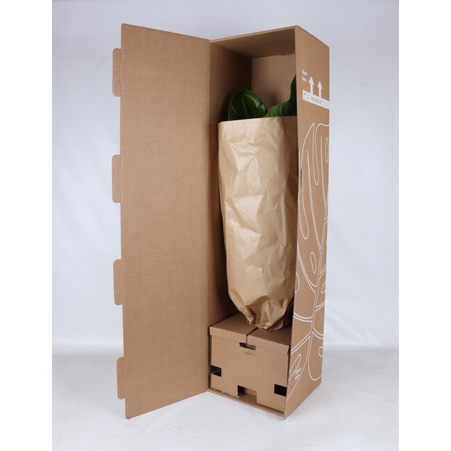 Ficus Lyrata (vertakt) - Ø24cm - ↕110cm