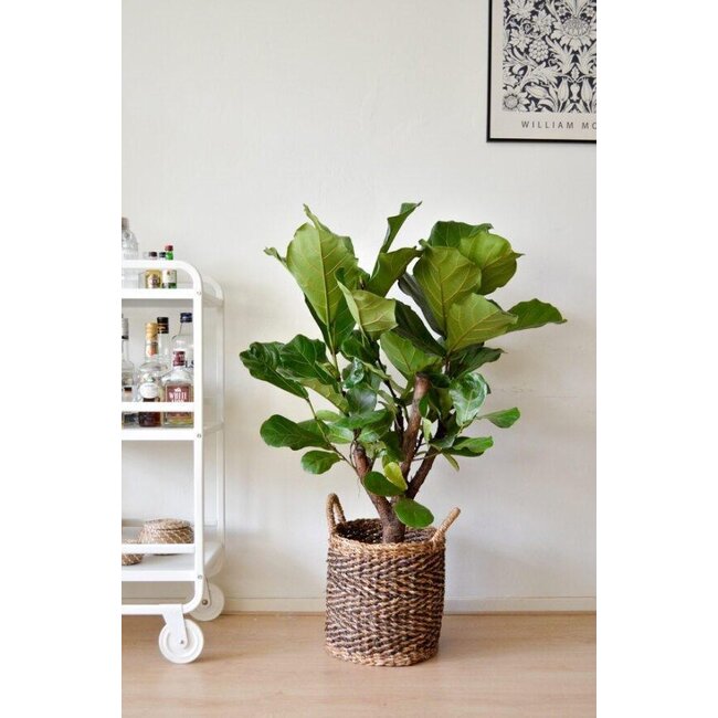 Ficus Lyrata (vertakt) - Ø24cm - ↕110cm