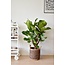 Ficus Lyrata (vertakt) - Ø24cm - ↕110cm