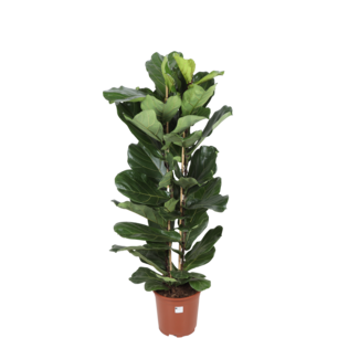 Ficus Lyrata - Ø27cm - ↕140cm