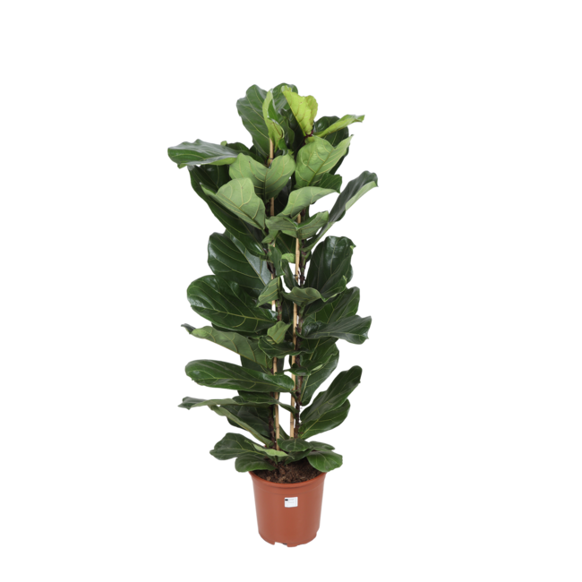 Ficus Lyrata - Ø27cm - ↕140cm