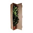 Ficus Lyrata - Ø27cm - ↕140cm
