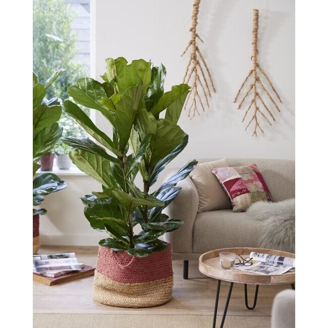 Ficus Lyrata - Ø27cm - ↕140cm