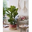 Ficus Lyrata - Ø27cm - ↕140cm