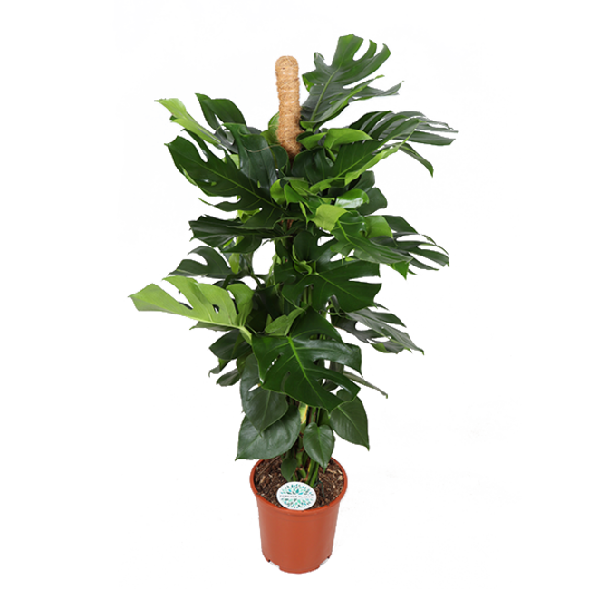 Monstera Deliciosa MOSSTOK - Ø27cm - ↕150cm