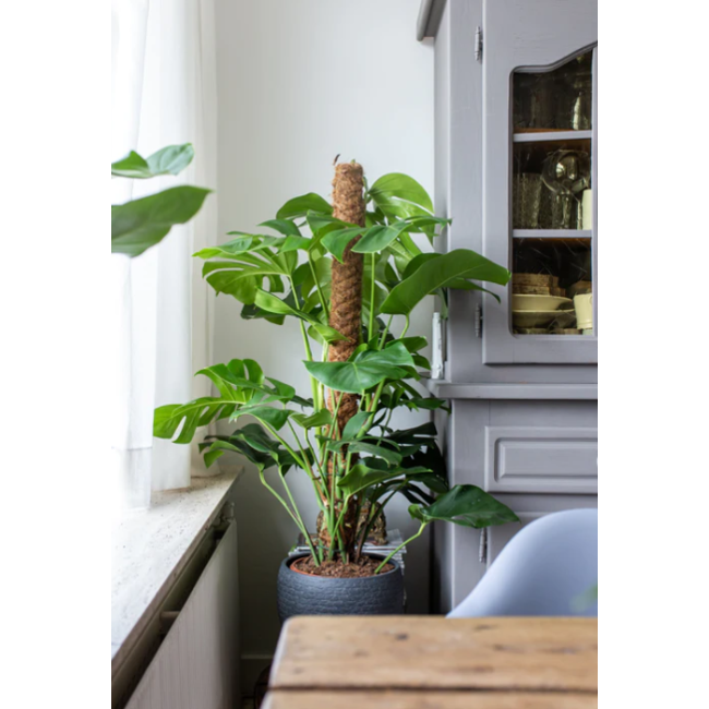 Monstera Deliciosa MOSSTOK - Ø27cm - ↕150cm
