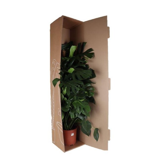 Monstera Deliciosa MOSSTOK - Ø27cm - ↕150cm