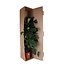 Monstera Deliciosa MOSSTOK - Ø27cm - ↕150cm