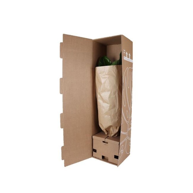 Strelitzia Nicolai - Ø24cm - ↕120cm