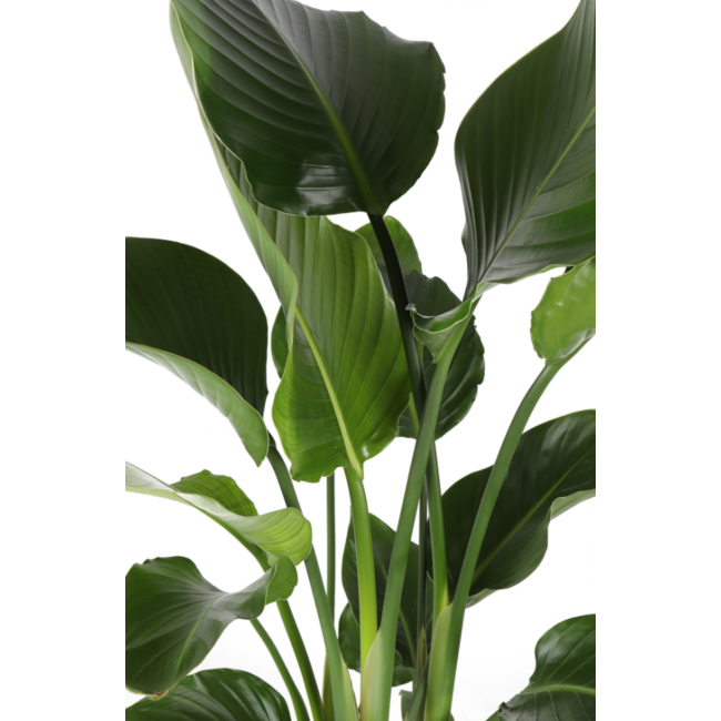 Strelitzia Nicolai - Ø24cm - ↕120cm