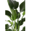 Strelitzia Nicolai - Ø24cm - ↕120cm