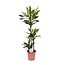 Dracaena Janet Lindt - Ø24cm - ↕120cm
