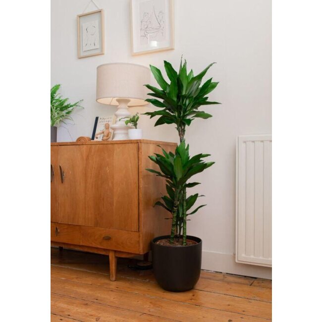 Dracaena Janet Lindt - Ø24cm - ↕120cm