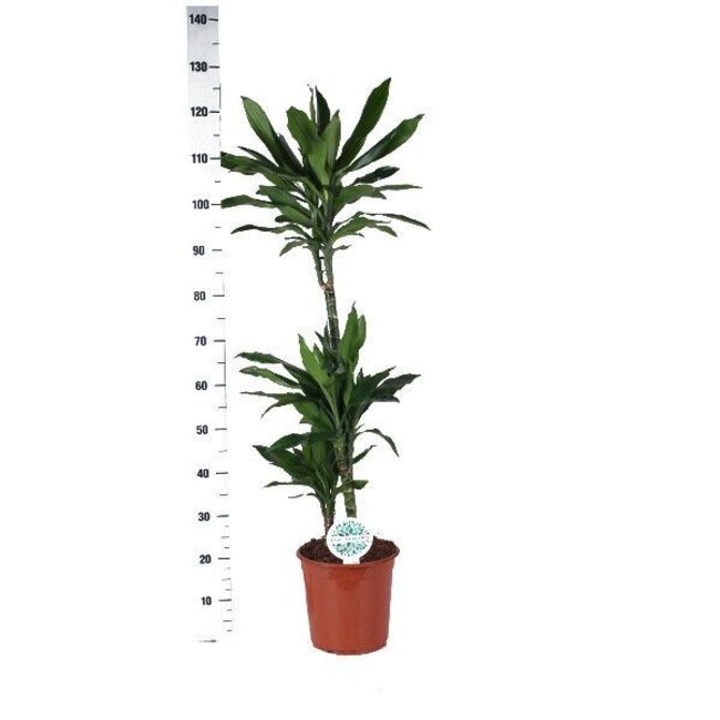 Dracaena Janet Lindt - Ø24cm - ↕120cm