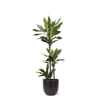 Dracaena Janet Lind Ø24cm ↕120cm in Boule ANTRACIET pot