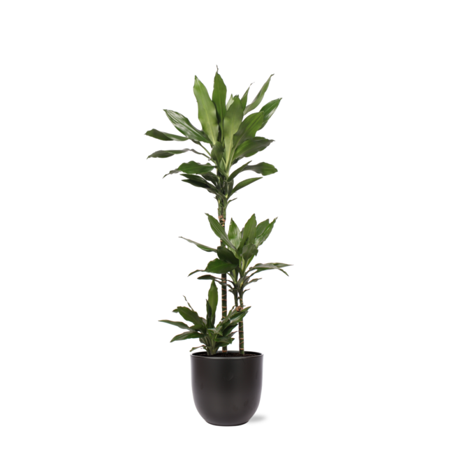 Dracaena Janet Lind Ø24cm ↕120cm in Boule ANTRACIET pot