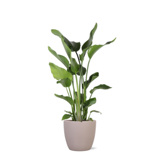 Strelitzia Nicolai Ø24cm ↕120cm in Boule TAUPE pot