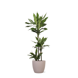 Dracaena Janet Lind in Boule TAUPE pot Ø24cm ↕120cm