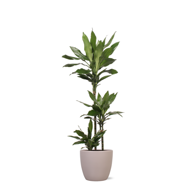 Dracaena Janet Lind in Boule TAUPE pot Ø24cm ↕120cm