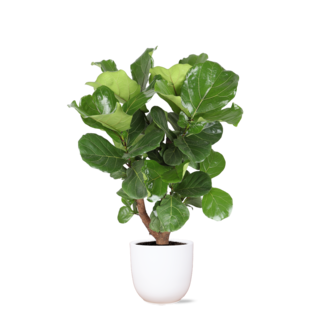Ficus Lyrata (vertakt) Ø24cm ↕110cm in Boule WIT pot