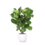 Ficus Lyrata (vertakt) Ø24cm ↕110cm in Boule WIT pot