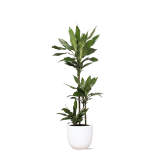 Dracaena Janet Lind Ø24cm ↕120cm in Boule WIT pot