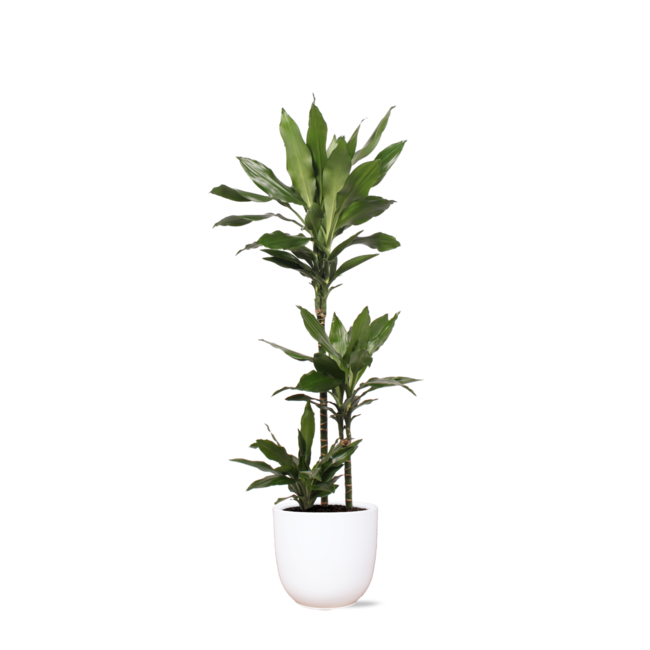 Dracaena Janet Lind Ø24cm ↕120cm in Boule WIT pot