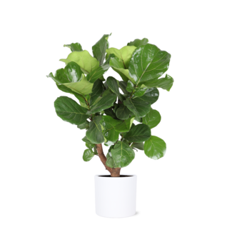 Ficus Lyrata (vertakt) Ø24cm ↕110cm in Era WIT pot
