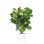 Ficus Lyrata (vertakt) Ø24cm ↕110cm in Era WIT pot