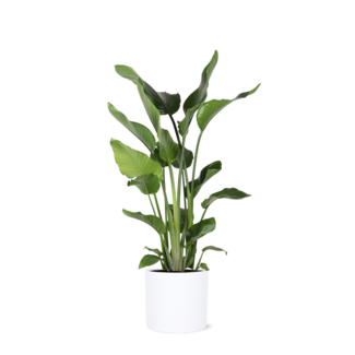 Strelitzia Nicolia Ø24cm ↕120cm in Era WIT pot
