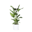 Strelitzia Nicolia Ø24cm ↕120cm in Era WIT pot