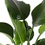 Strelitzia Nicolia Ø24cm ↕120cm in Era WIT pot