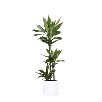 Dracaena Janet Lind Ø24cm ↕120cm in Era WIT pot