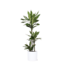 Dracaena Janet Lind Ø24cm ↕120cm in Era WIT pot