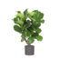 Ficus Lyrata (vertakt) Ø24cm ↕110cm in Era ANTRACIET pot
