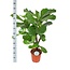 Ficus Lyrata (vertakt) Ø24cm ↕110cm in Era ANTRACIET pot
