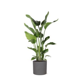 Strelitzia Nicolai Ø24cm ↕120cm in Era ANTRACIET pot