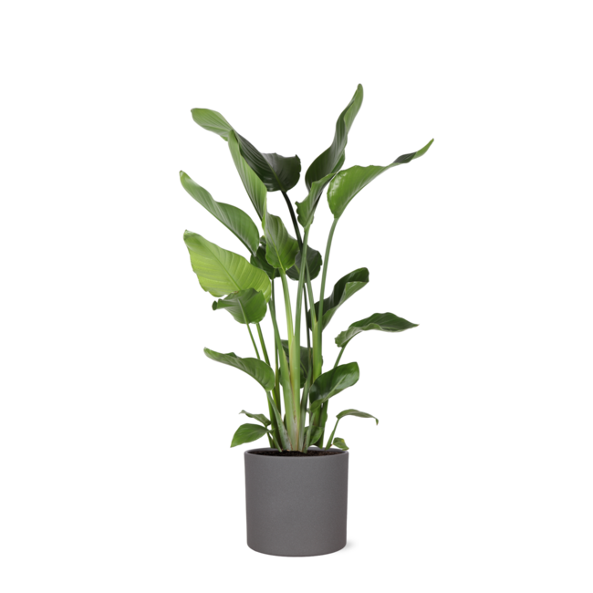 Strelitzia Nicolai Ø24cm ↕120cm in Era ANTRACIET pot