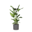 Strelitzia Nicolai Ø24cm ↕120cm in Era ANTRACIET pot
