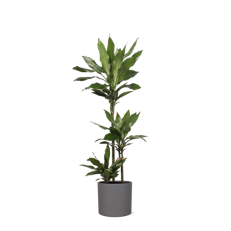 Dracaena Janet Lind Ø24cm ↕120cm in Era ANTRACIET pot