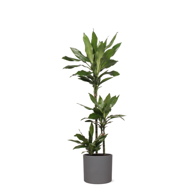 Dracaena Janet Lind Ø24cm ↕120cm in Era ANTRACIET pot