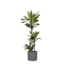 Dracaena Janet Lind Ø24cm ↕120cm in Era ANTRACIET pot