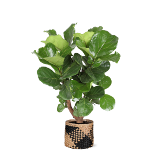 Ficus Lyrata (vertakt) Ø24cm ↕110cm in Albury BLACK print mand