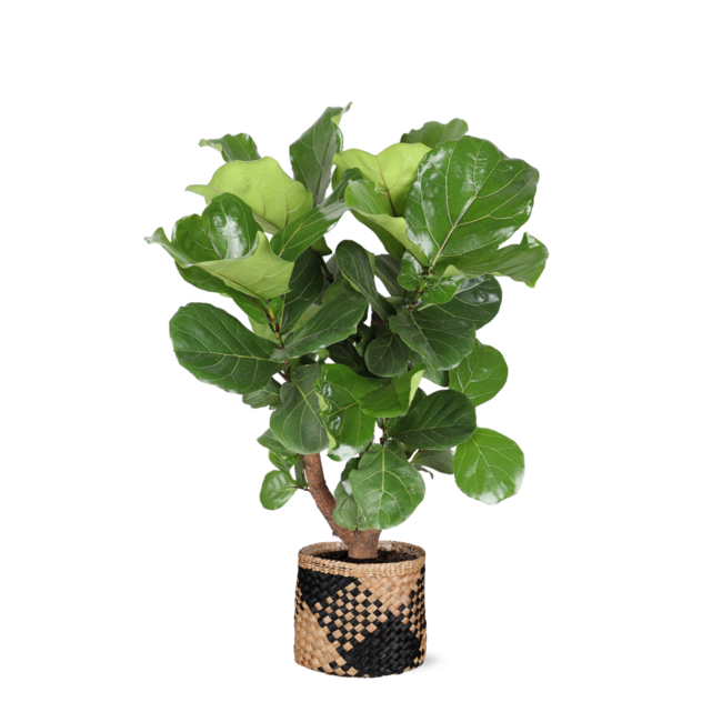 Ficus Lyrata (vertakt) Ø24cm ↕110cm in Albury BLACK print mand