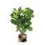 Ficus Lyrata (vertakt) Ø24cm ↕110cm in Albury BLACK print mand