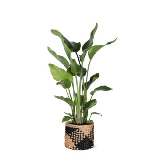 Strelitzia Nicolai Ø24cm ↕120cm in Albury BLACK print mand